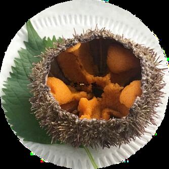殻付きのウニ